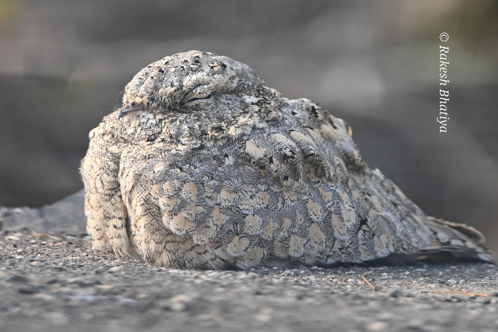 Sykes's Nightjar